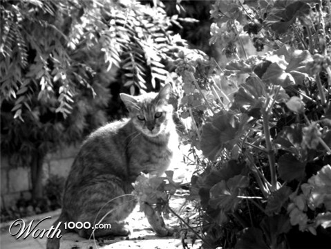 Photography by tcb4redsox