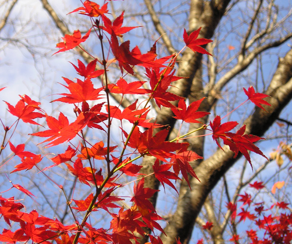 Photography by mur308 for DesignCrowd (Community Contests) | Design #8999130