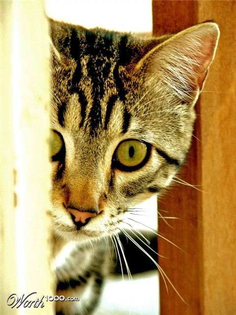 Photography by Suziecuchon