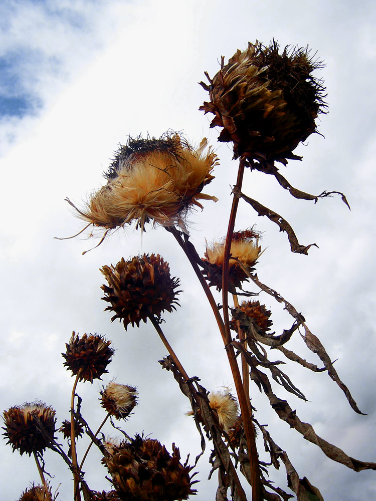 Photography by DutchPuh for DesignCrowd (Community Contests) | Design #8999064