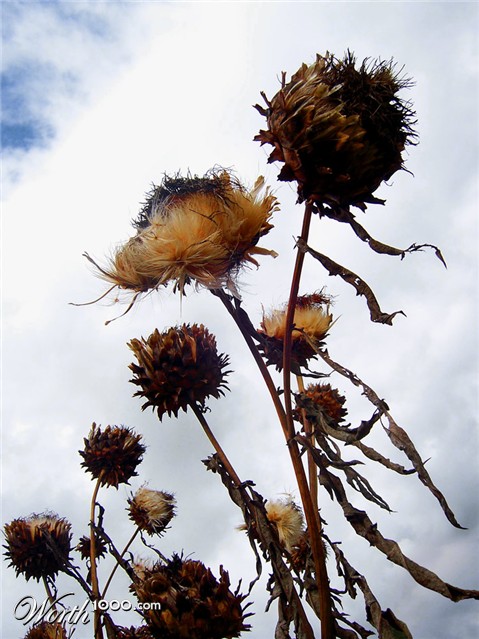 Photography by DutchPuh