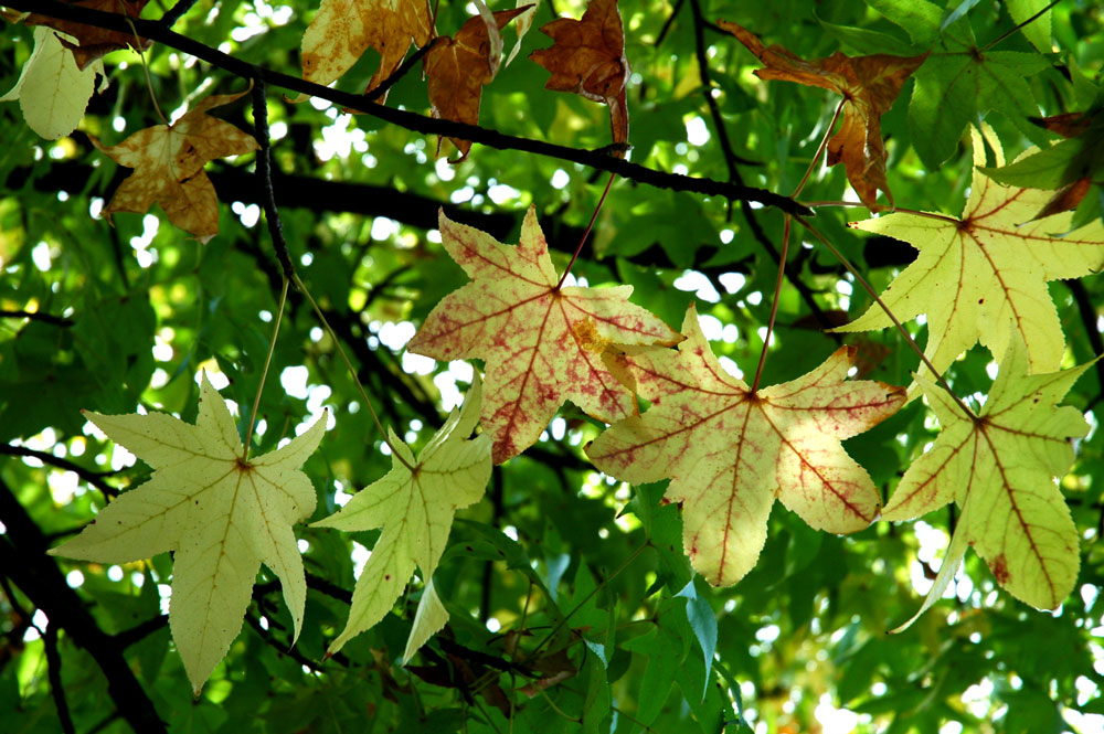 Photography by cameronsangel for DesignCrowd (Community Contests) | Design #8999141