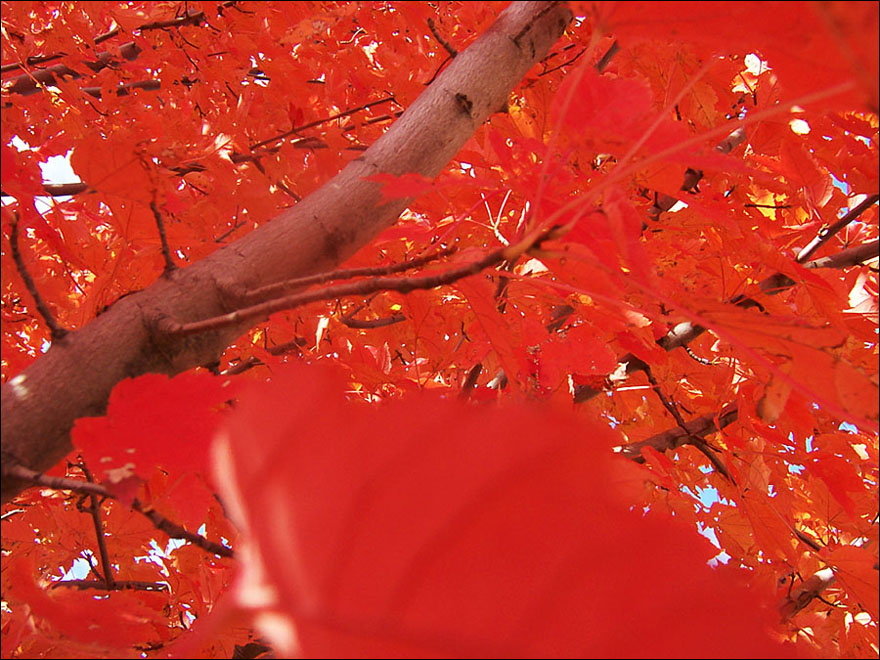 Fotografía por sundive-ken para DesignCrowd (Community Contests) | Diseño #8999165