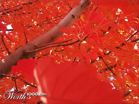 Photography by sundive-ken