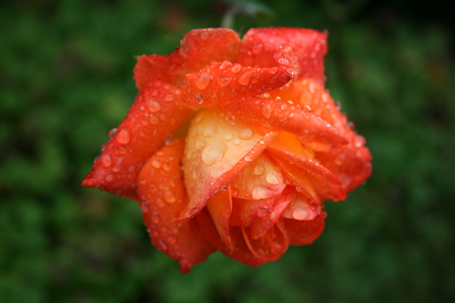 Photography by VeeZee for DesignCrowd (Community Contests) | Design #8999220