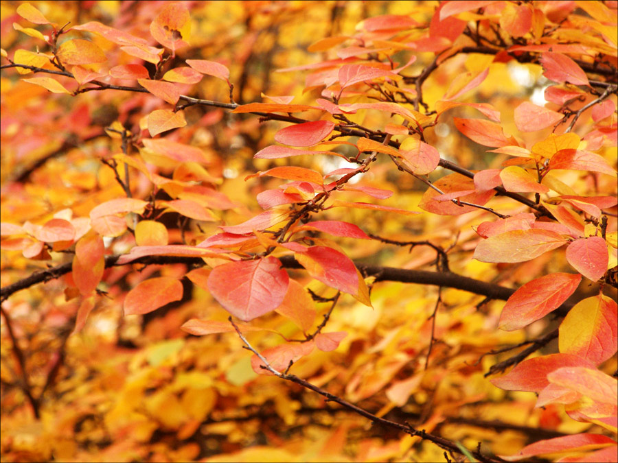 Photography by crattay21cuc for DesignCrowd (Community Contests) | Design #8999178