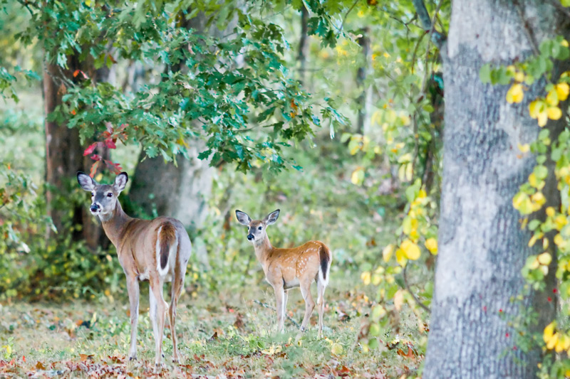 Photography by ThunderLungs for DesignCrowd (Community Contests) | Design #8999196