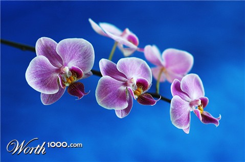 Photography by toscio