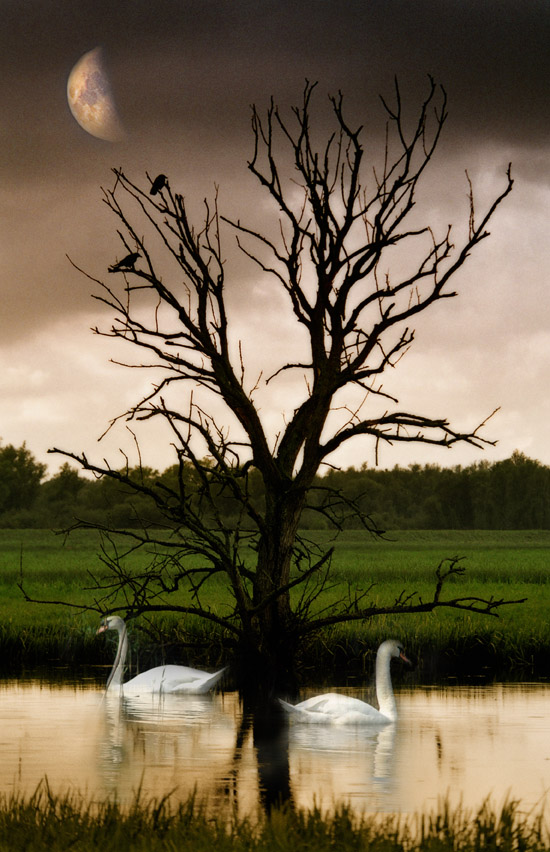 Fotografía por Marian para DesignCrowd (Community Contests) | Diseño #9002199