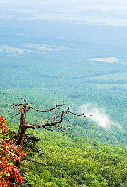 Photographie par burns529 pour DesignCrowd (Community Contests) | Design #8995846