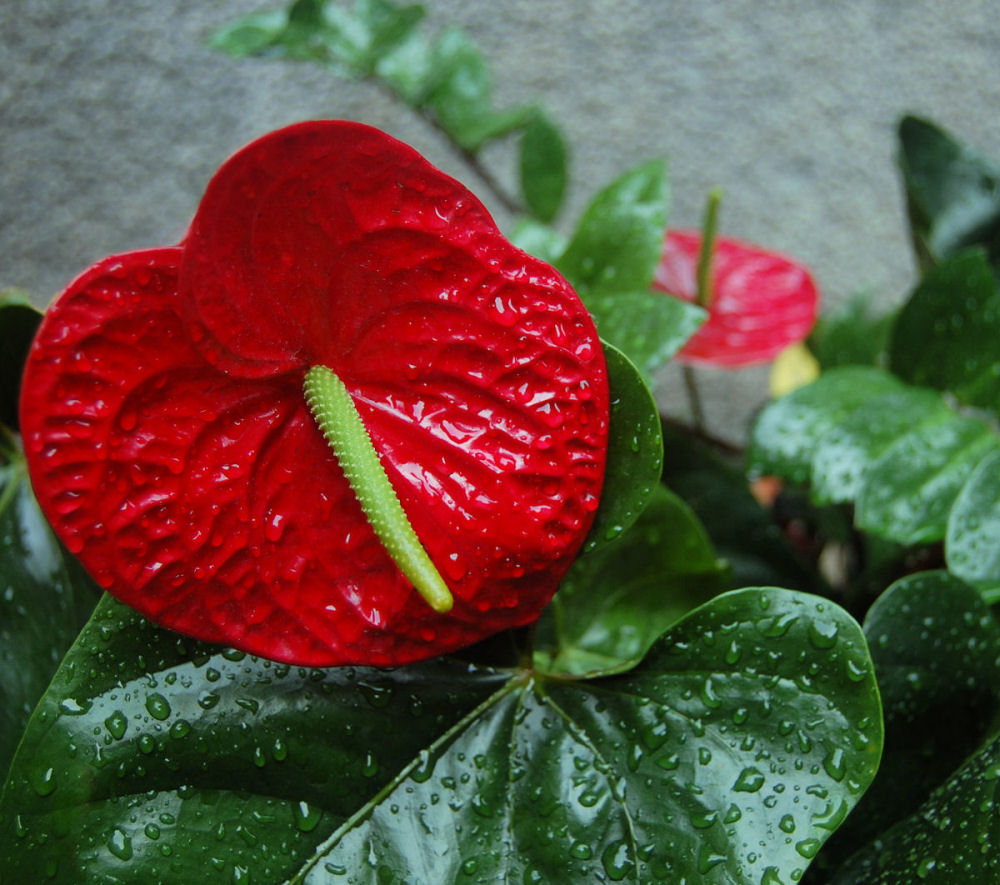 Photography by NatashaP for DesignCrowd (Community Contests) | Design #8998151