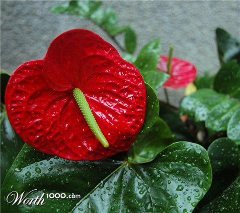 Photography by NatashaP