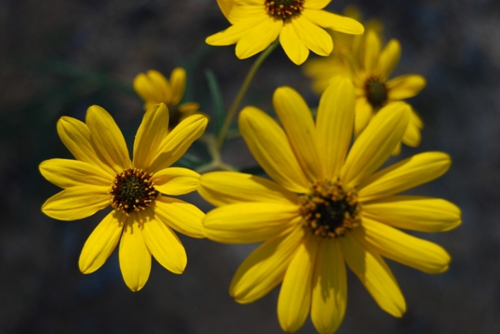 Photography by liberty2007crusader for DesignCrowd (Community Contests) | Design #9004242