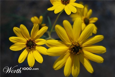 Photography by liberty2007crusader