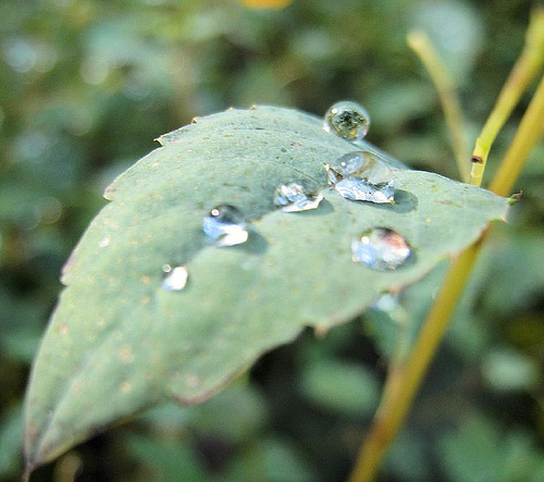 Photography by kelaltieri for DesignCrowd (Community Contests) | Design #8998173