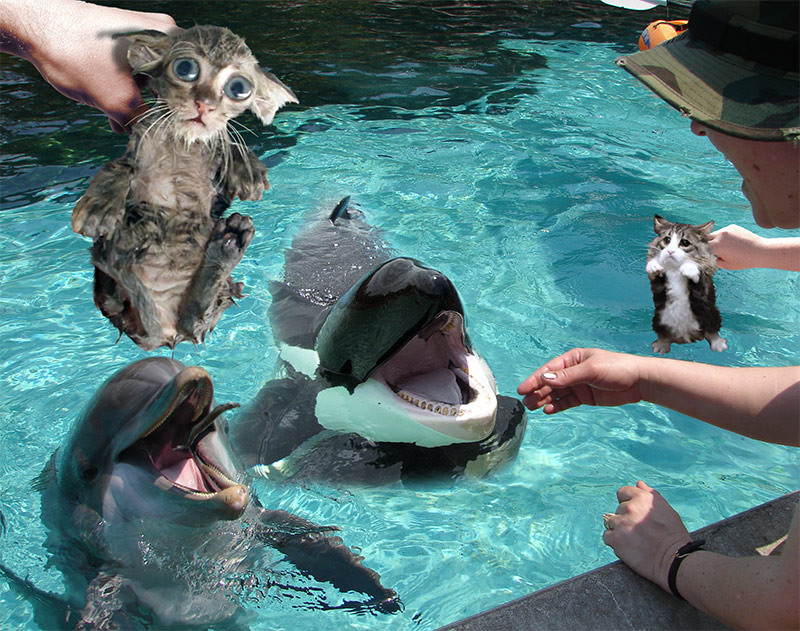 Photoshop Design by GreenChianti for DesignCrowd (Community Contests) | Design #8999665