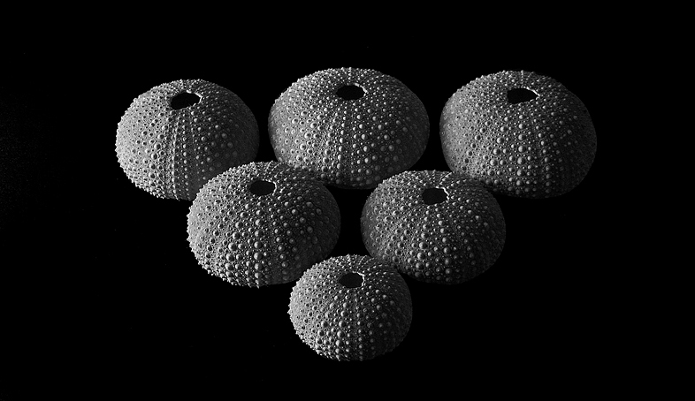 Photography by BBBastet for DesignCrowd (Community Contests) | Design #8996764