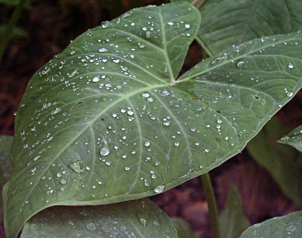 Photographie par learn2swim96 pour DesignCrowd (Community Contests) | Design #8998201