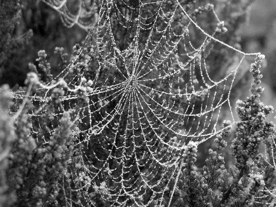 Photography by artisanmum for DesignCrowd (Community Contests) | Design #8996826