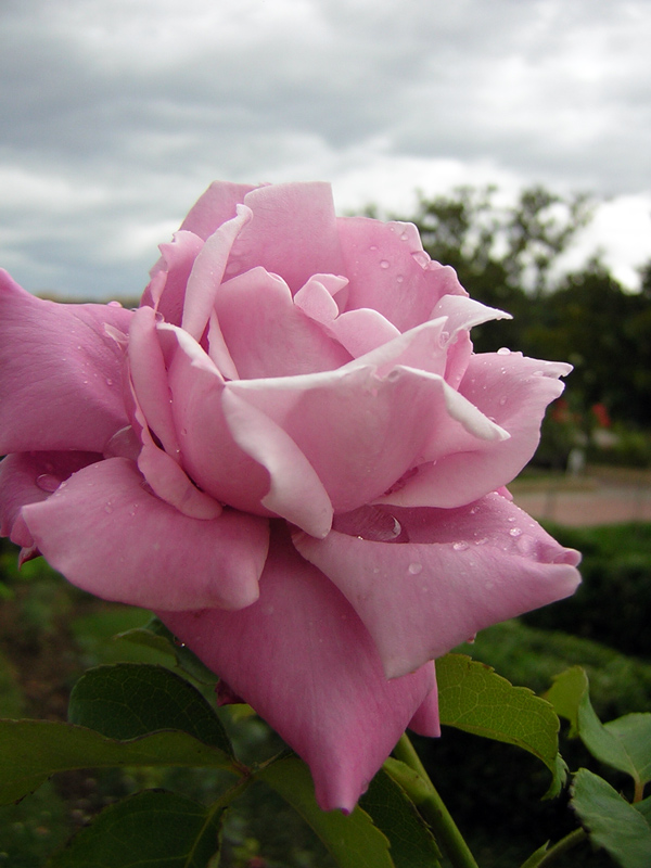 Fotografie von holdenzgz für DesignCrowd (Community Contests) | Design #8998281