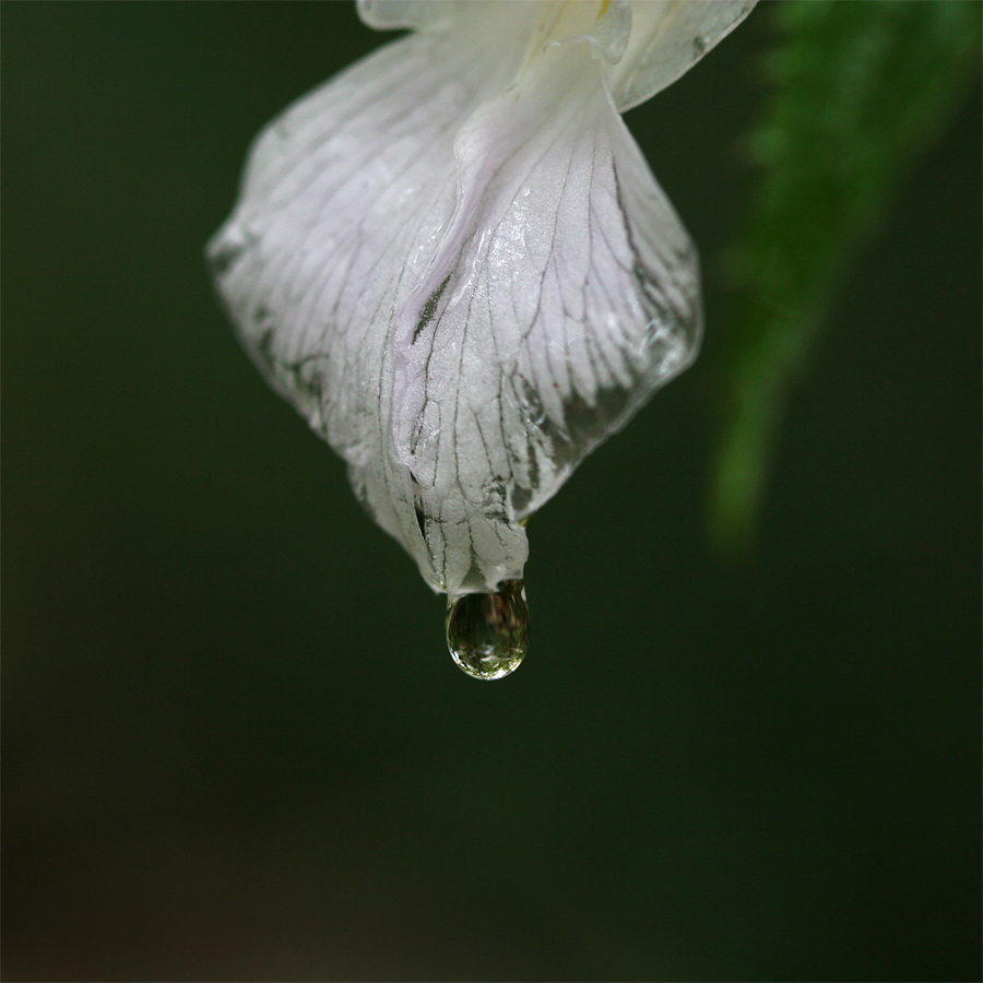 Photography by bbbdd38 for DesignCrowd (Community Contests) | Design #8998234
