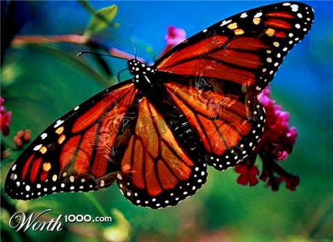 Photoshop Design by MimiDawn