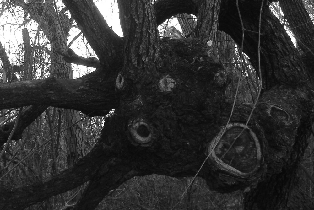 Photography by ljvgtj for DesignCrowd (Community Contests) | Design #8999260