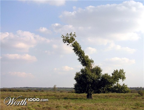 Photography by sorinj