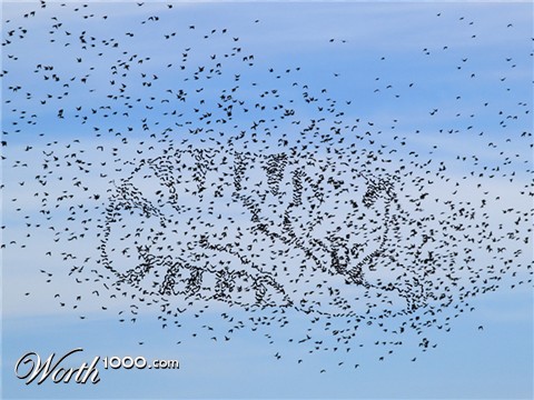 Photoshop Design by kooskoodiroo