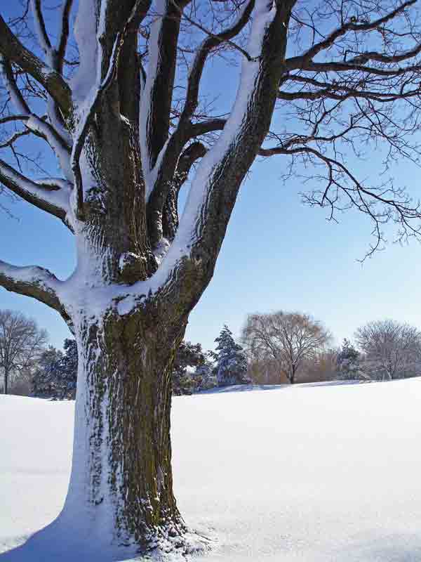 Fotografie von mangoslushy für DesignCrowd (Community Contests) | Design #8999313