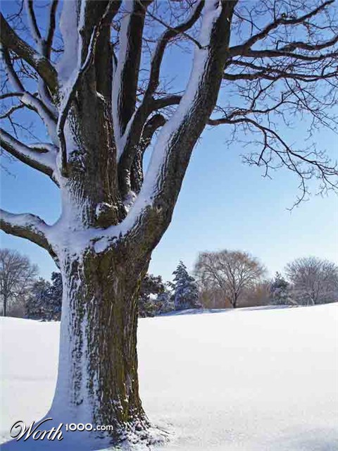 Photography by mangoslushy