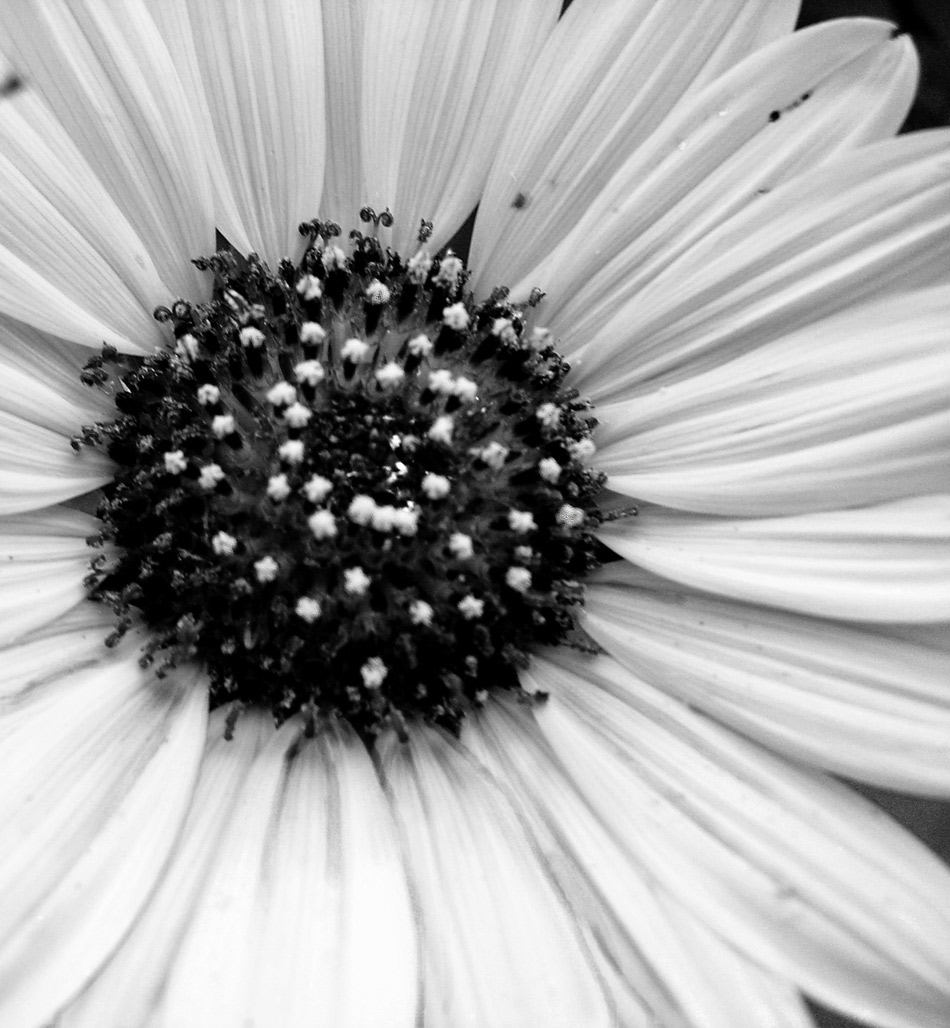 Fotografie von tigercrosse für DesignCrowd (Community Contests) | Design #8996863