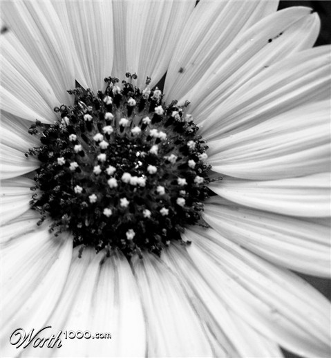 Photography by tigercrosse