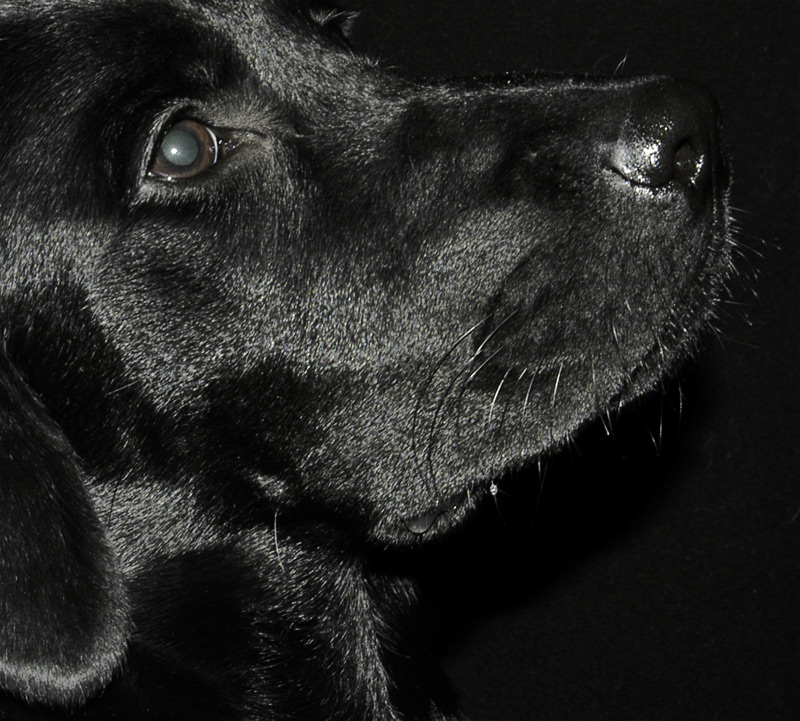 Photography by TheDuck for DesignCrowd (Community Contests) | Design #9003072