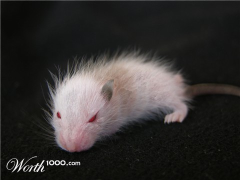 Photoshop Design by Polynic