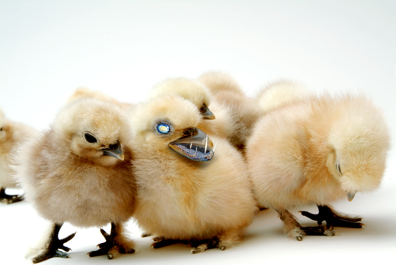 Diseño de Photoshop por jhennn para DesignCrowd (Community Contests) | Diseño #8999698