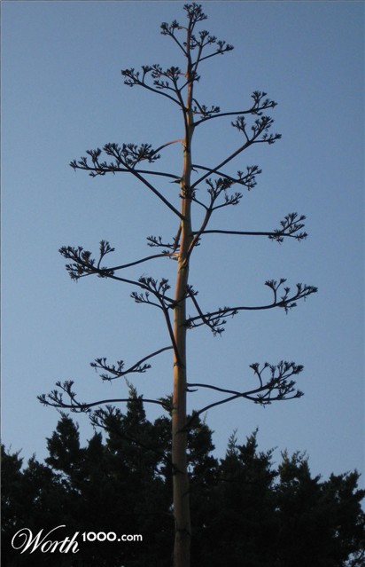 Photography by cridley