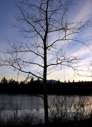 Fotografía por MissMea para DesignCrowd (Community Contests) | Diseño #8999416