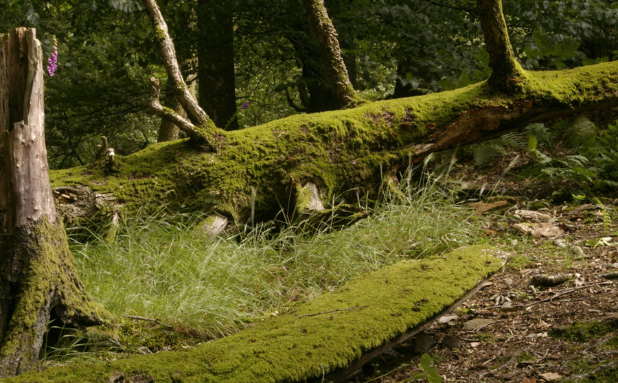 Photographie par Rvannith pour DesignCrowd (Community Contests) | Design #8999555