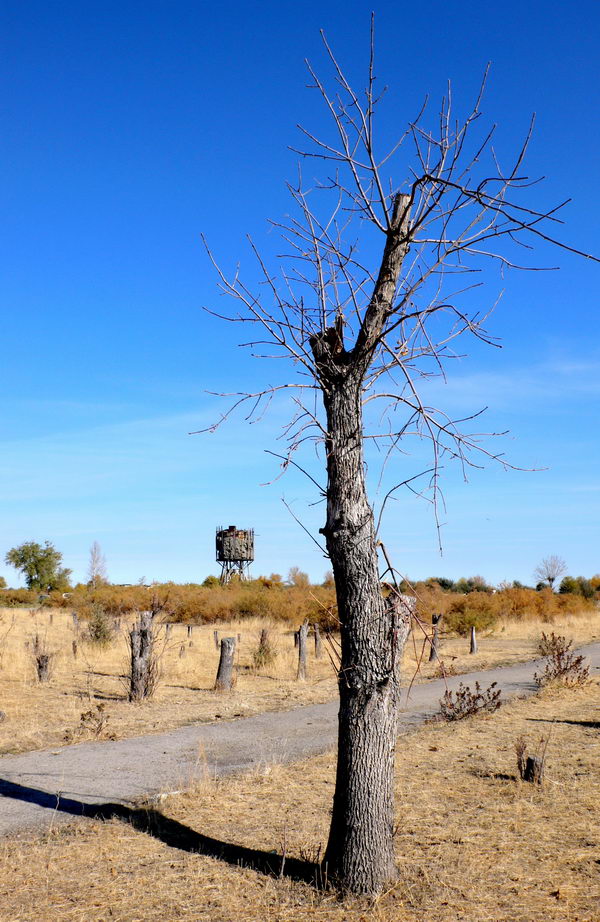 Fotografía por Inquisitive para DesignCrowd (Community Contests) | Diseño #8999521