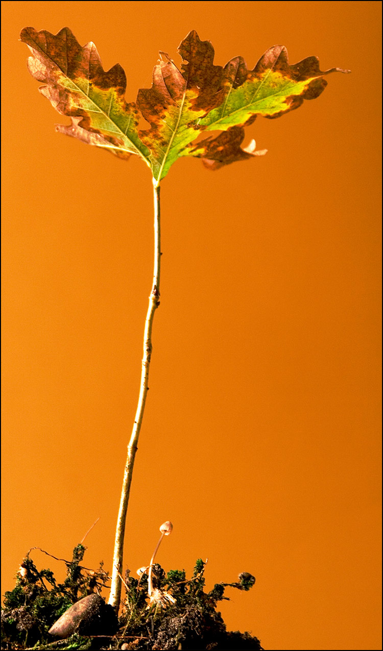 Photographie par secretatlantis pour DesignCrowd (Community Contests) | Design #8999505