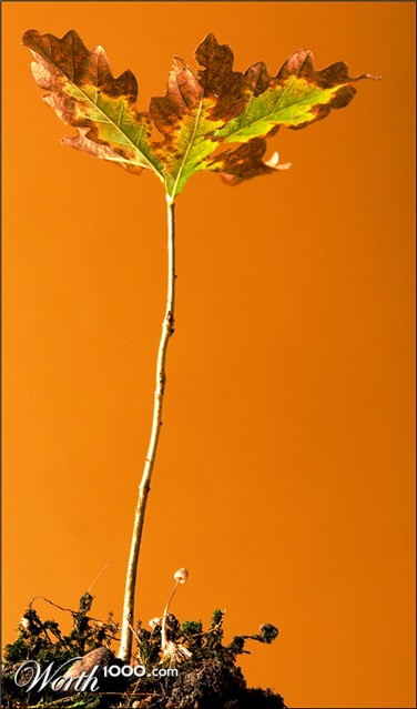 Photography by secretatlantis