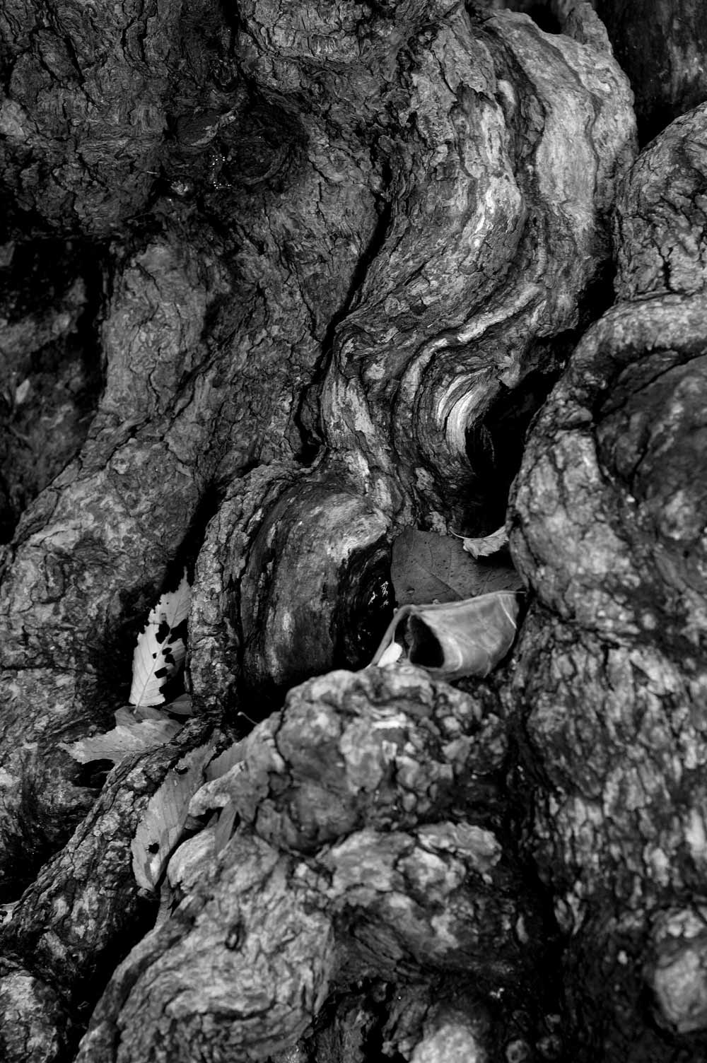 Photography by Luciusseian for DesignCrowd (Community Contests) | Design #8999522