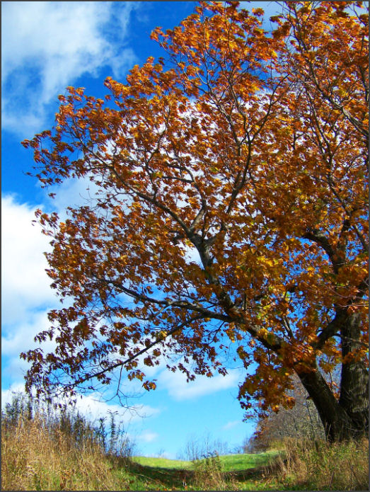 Fotografie von Marlii für DesignCrowd (Community Contests) | Design #8999550