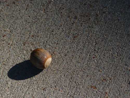 Fotografía por Milkbeard para DesignCrowd (Community Contests) | Diseño #8996466