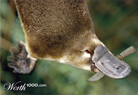 Photoshop Design by charissamas