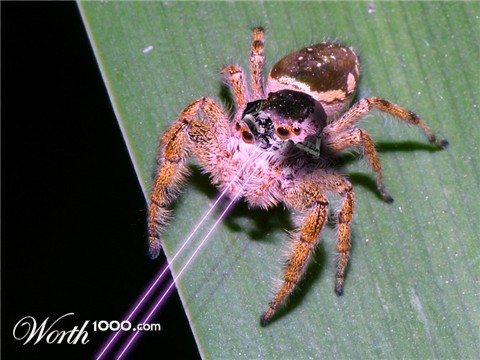 Photoshop Design by FourEcks