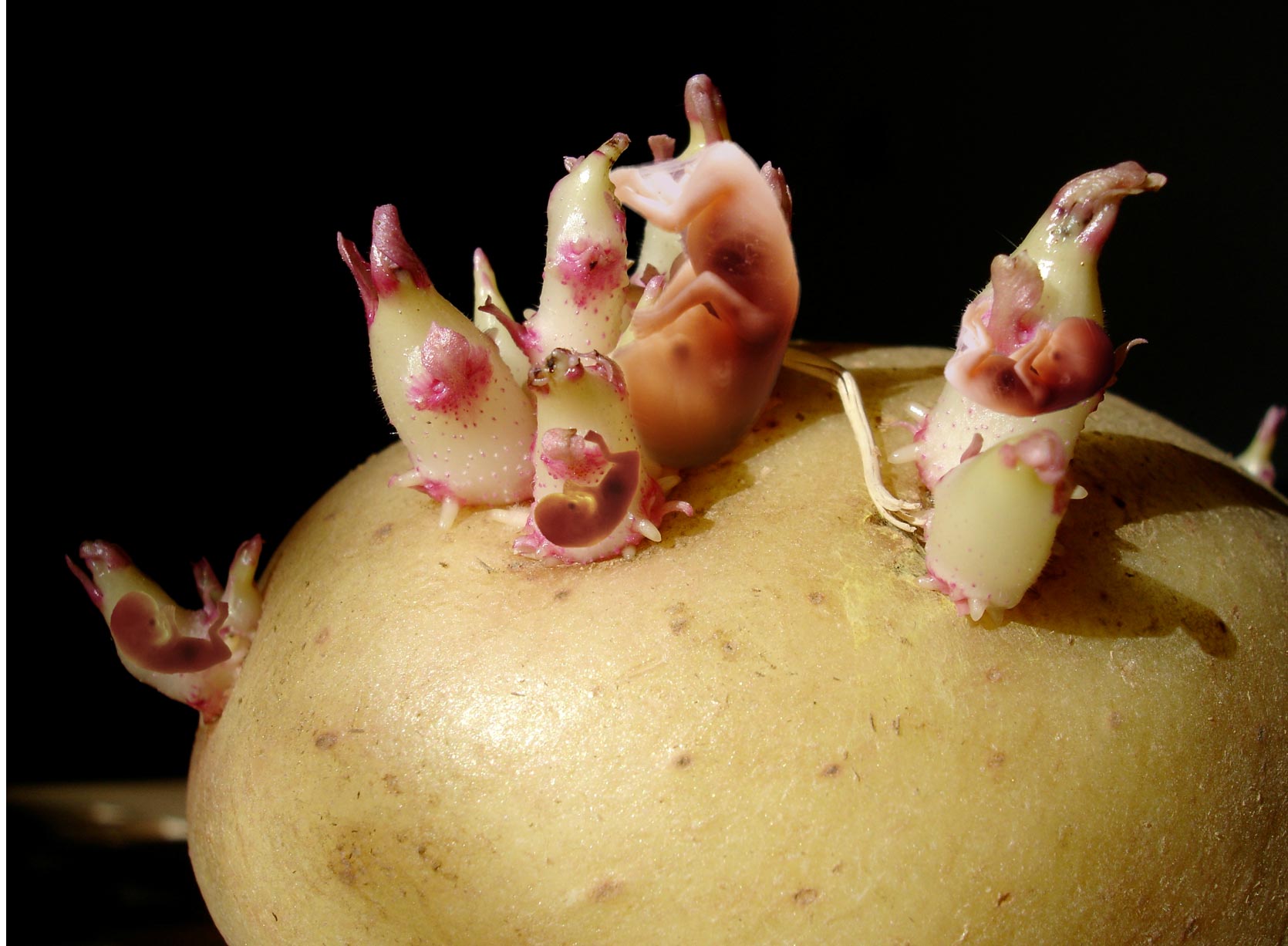 Photoshop Design by LadyLexx for DesignCrowd (Community Contests) | Design #8998786