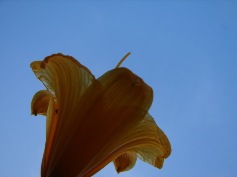 Photography by Penycat for DesignCrowd (Community Contests) | Design #8996521