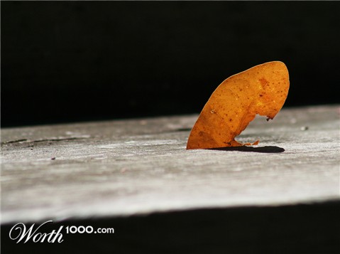 Photography by ritab218